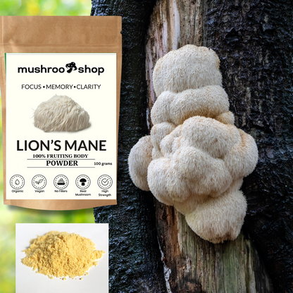 Lion's Mane Powder | Brain Focus 100% Pure